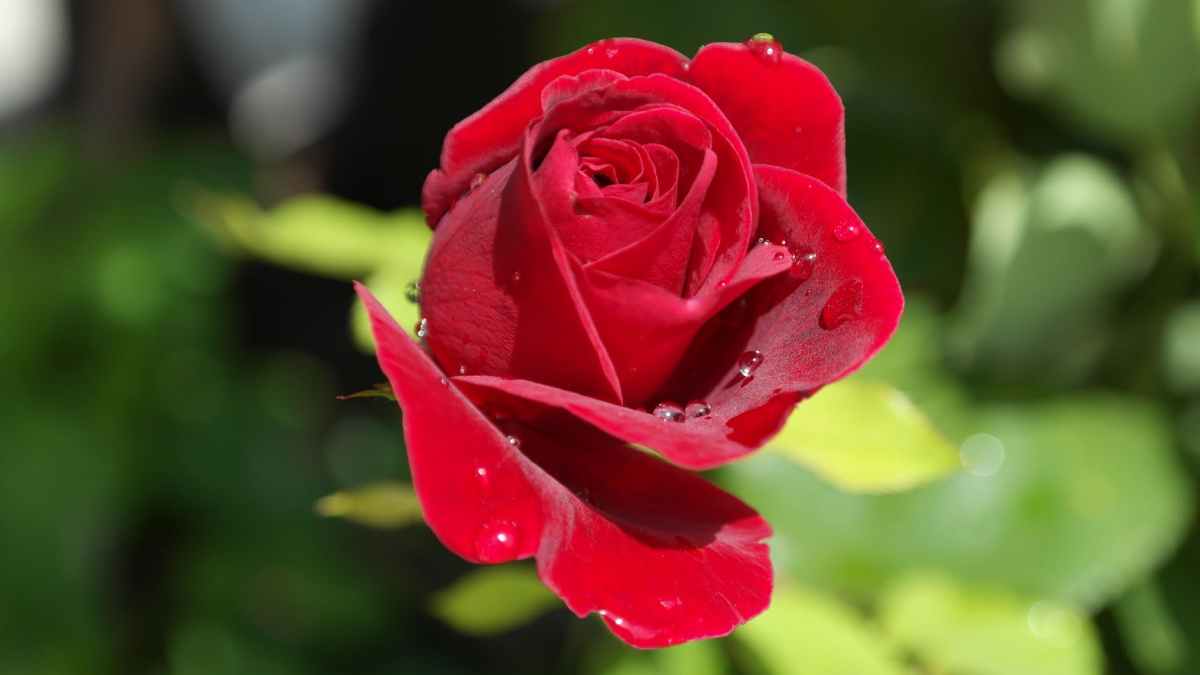 A Red Rose Devoted To You Scan Vf Today’s Prayer – Devoted Steps